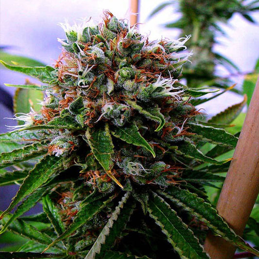 Buddha's Sister 3 u. fem. Soma Seeds