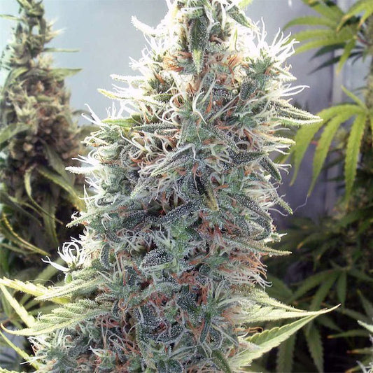 C99 - 4 pc. fem. Female Seeds