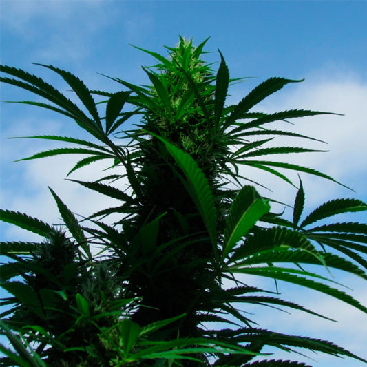 C99 - 10 pc. fem. Female Seeds