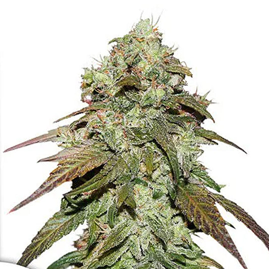 CBD Mazar 10 fem. seeds Dutch Passion
