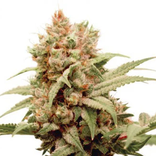 CBG Force 10 pcs. fem. Dutch Passion