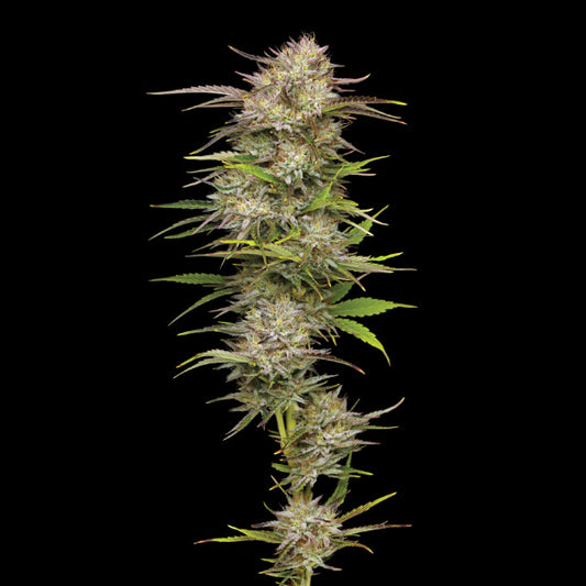 California Haze 5 u. fem Humboldt Seeds Company