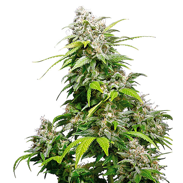 California Indica 10 u. fem. Sensi Seeds