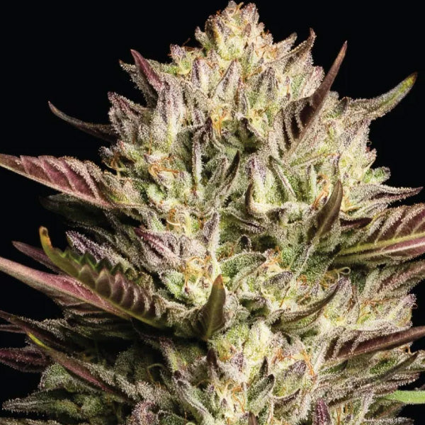California Octane Triploid  3 u. fem Humboldt Seeds Company