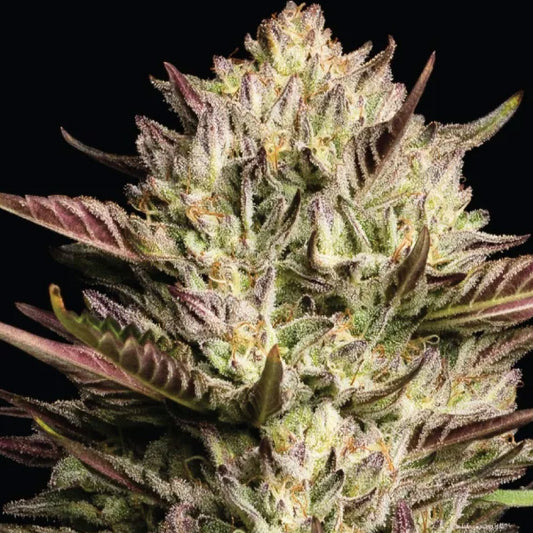 California Octane Triploid  3 u. fem Humboldt Seeds Company