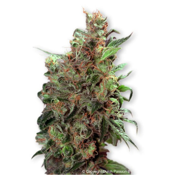 California Orange 3 pz. fem. Dutch Passion