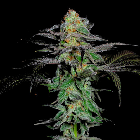 Calypso Fruit 5 u. fem One Shot Edition Grateful Seeds