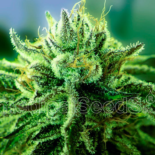 Canadian Kush 2.0 10 u. Medical Seeds