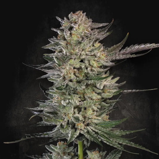 Candy Breath  5 u. fem. Paradise Seeds