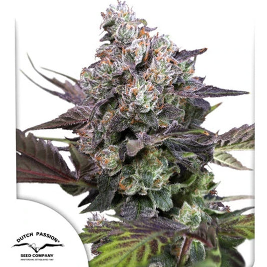 Candy Bubatz XL 1 u. fem. Dutch Passion