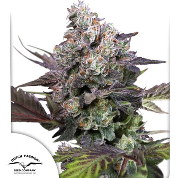 Candy Bubatz XL 3 unità fem. Dutch Passion
