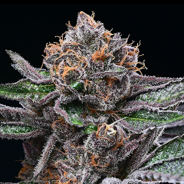 Candy Candy 3 ud. fem Cookies Seed Bank