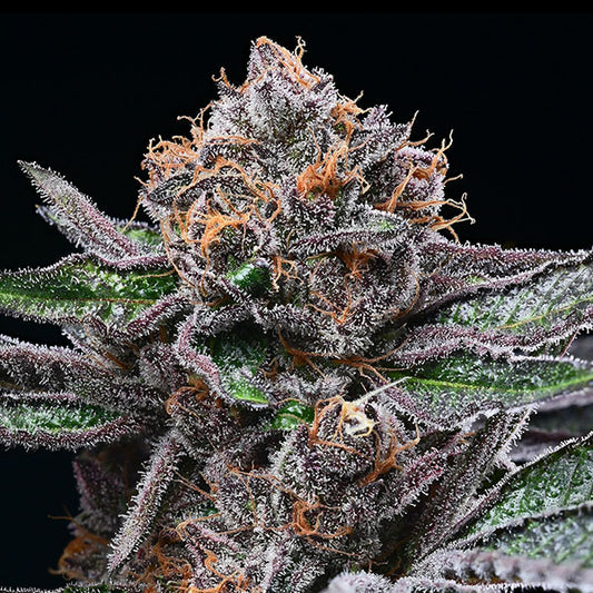 Candy Candy 3 ud. fem Cookies Seed Bank