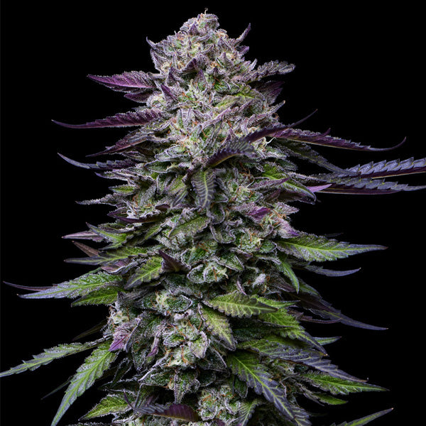 Candy Hustle 5 u. fem Humboldt Seeds Company
