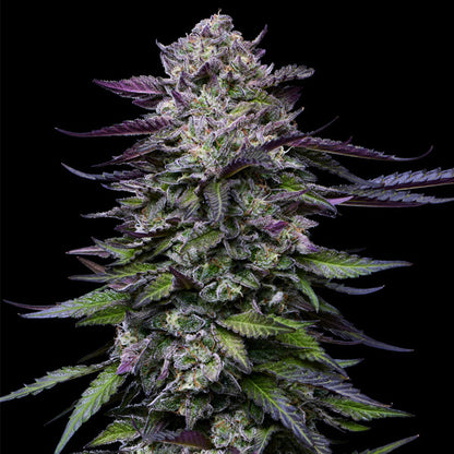 Candy Hustle 5 u. fem Humboldt Seeds Company