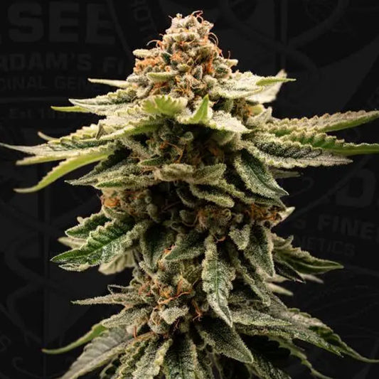 CandyBelt  6+1 u. fem. T.H. Seeds