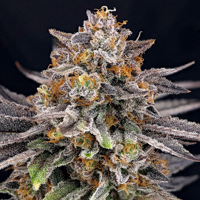 CandyGaz 3 u. fem. Ripper Seeds