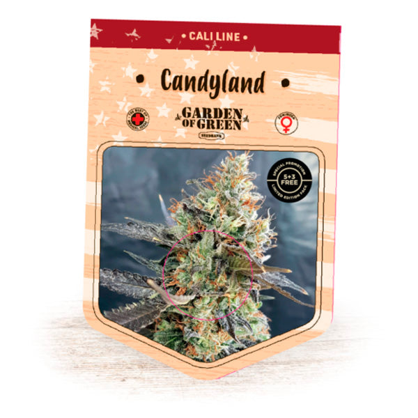 Candyland 1 ud. fem. Garden of Green Seeds