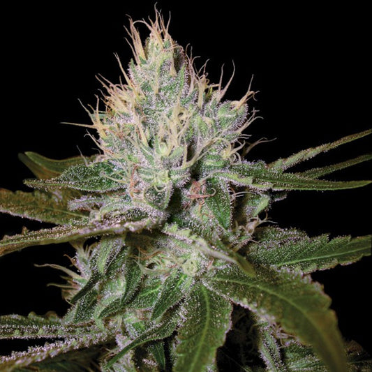 Cannalope Haze 5 u. fem. DNA Genetics