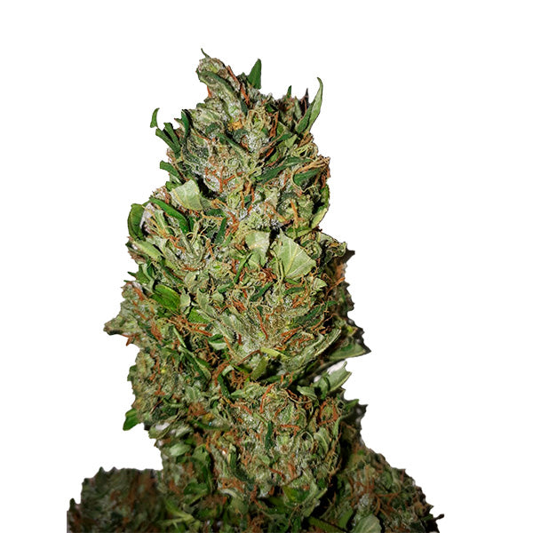 Cannatonic (0,4/12) 100 u. fem. CBD+ Buds