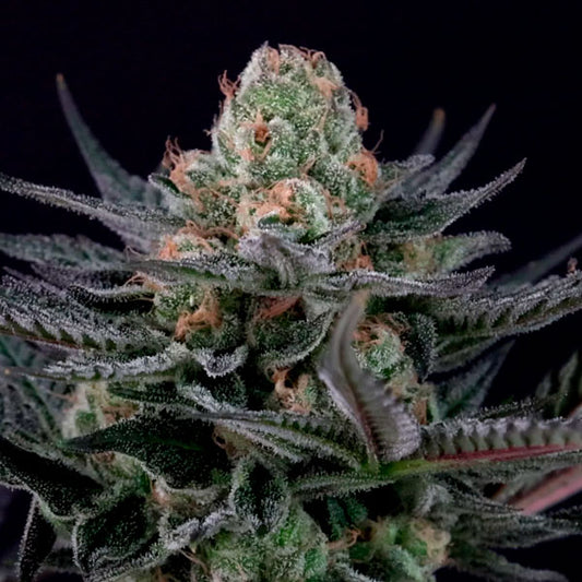 Caramba  5 u. fem. Paradise Seeds