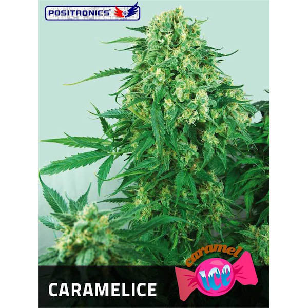 Caramelice 1 u. fem. Positronics Seeds