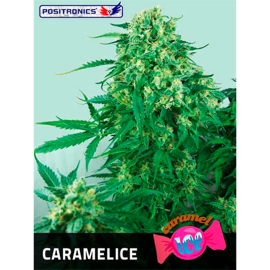 Caramelice 25 u. fem. Positronics Seeds