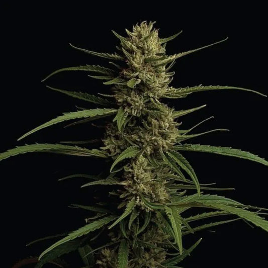 Caribbean Queen 5 u. fem Humboldt Seeds Company