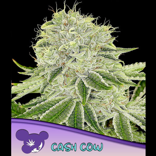Cash Cow 5 u. fem Anesia