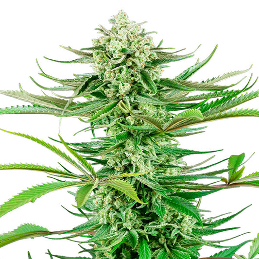 Cashew Kush 10 u. fem. Sensi Seeds Research