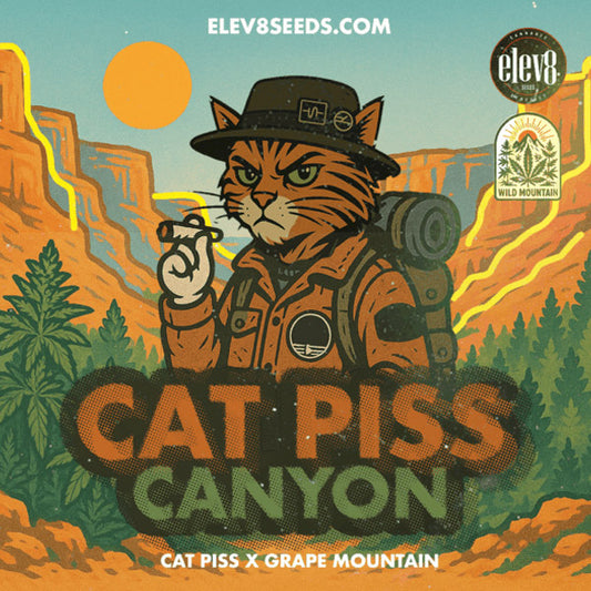 Cat Piss Canyon 6 ud. fem Elev8 Seeds