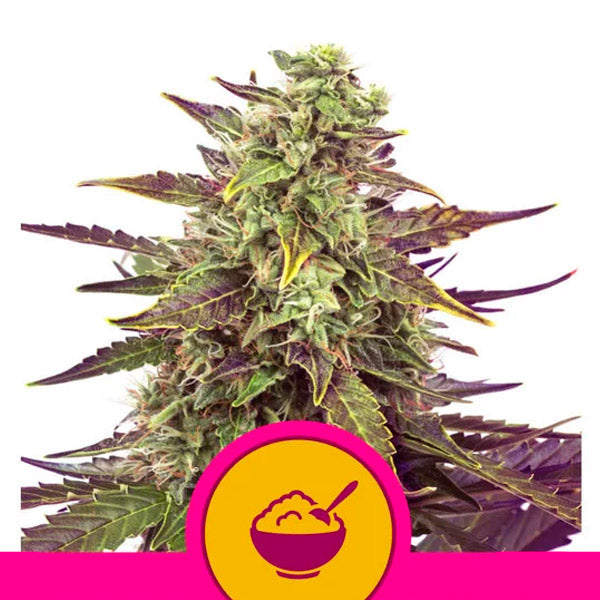 Cereal Milk 1 u. fem. Royal Queen