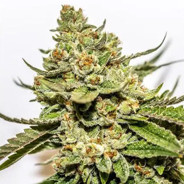 Cereal Milk x OG Kush 3+1 pcs. fem. Vision Seeds
