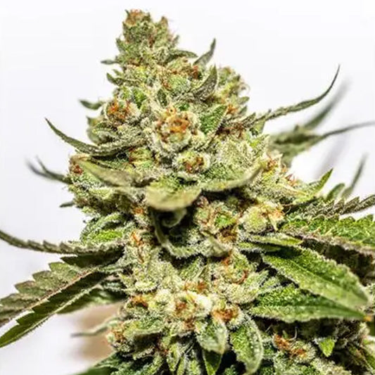 Cereal Milk x OG Kush 3+1 pcs. fem. Vision Seeds