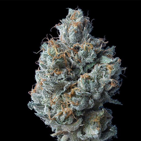 Challah Cake 5 pc. fem. DNA Genetics