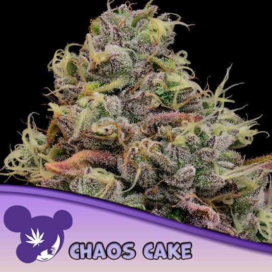 Chaos Cake  3 u. fem Anesia