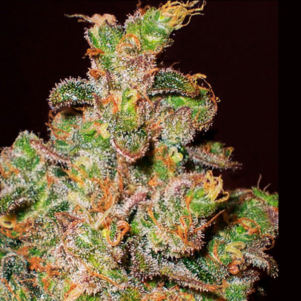 Cheese  1 u. fem. Expert Seeds