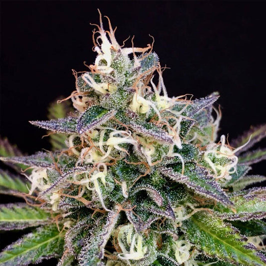 Biscotti al formaggio 6 u. fem Mamiko Seeds