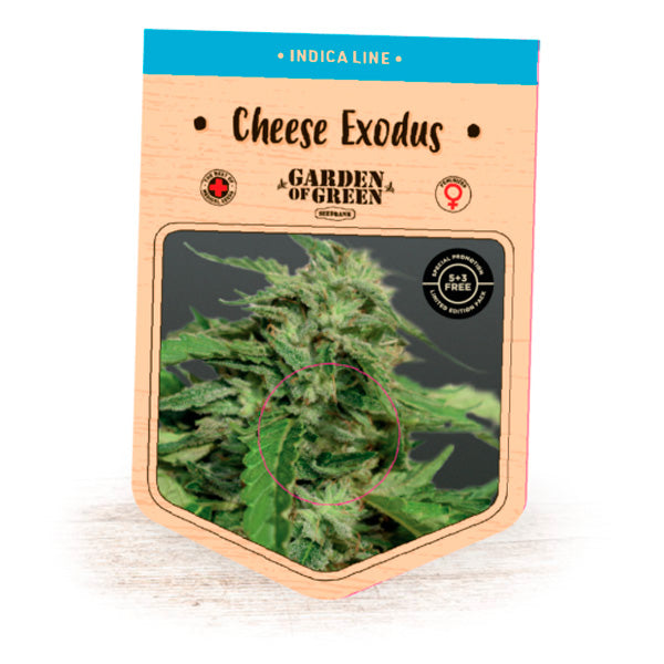 Cheese Exodus 5 u. fem. Garden of Green Seeds