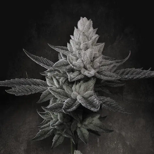 Chem Cake  5 u. fem. Paradise Seeds Limited Edition