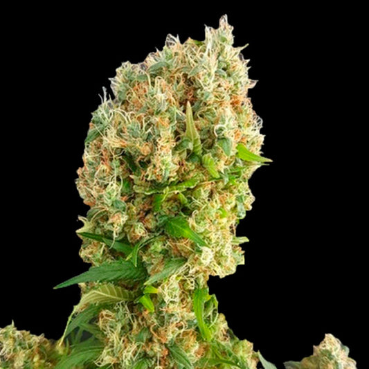Chemdog Gorilla 1 pc. fem. Expert Seeds
