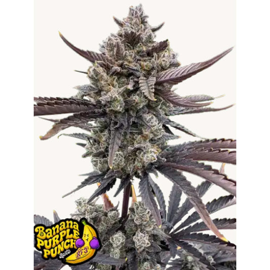 Cherry Cola Auto RF3  10 u. fem. FastBuds Seeds