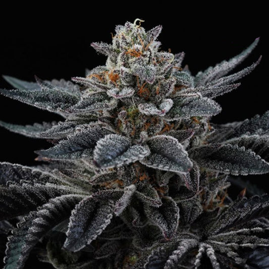 Cherry Crisp 6 units fem Perfect Tree