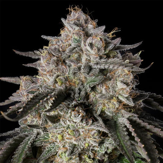 Cherry Essence   3 ud Silent Seeds
