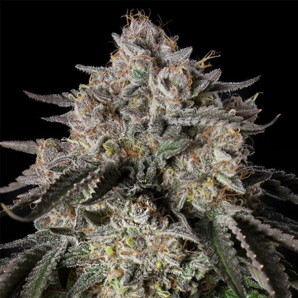 Cherry Essence  10 ud Silent Seeds