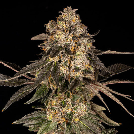 Cherry Fritter 6 pz. fem Cookies Seed Bank