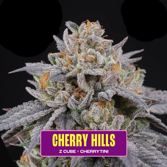 Cherry Hills 6 fem. units Perfect Tree