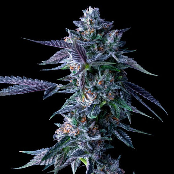 Chocolope 10 pcs. fem. DNA Genetics