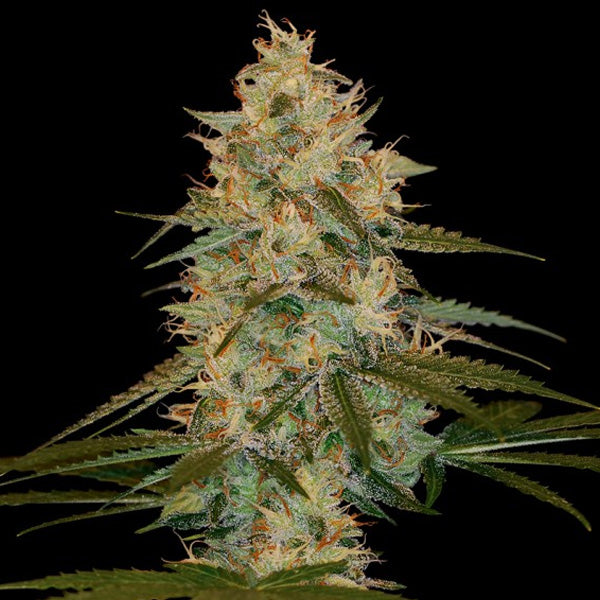 Chocolope Kush 10 pcs. fem. DNA Genetics