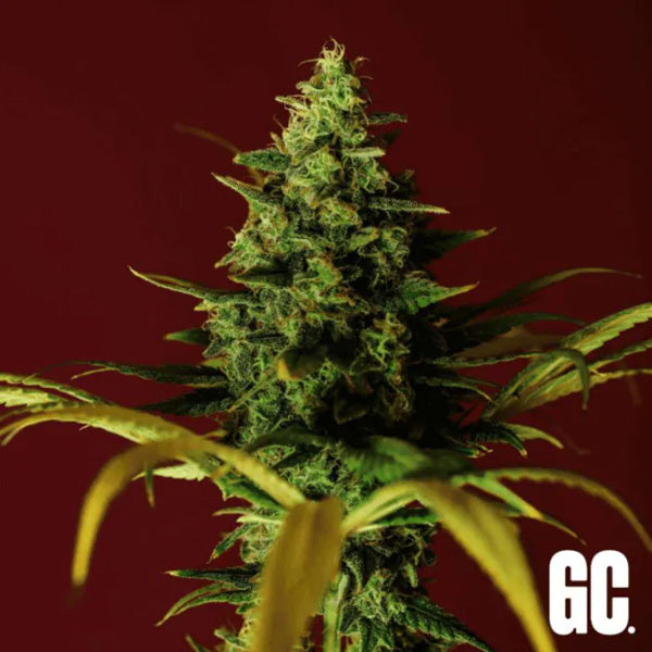 Cindy Rose 6 u. fem Grand Cru Genetics